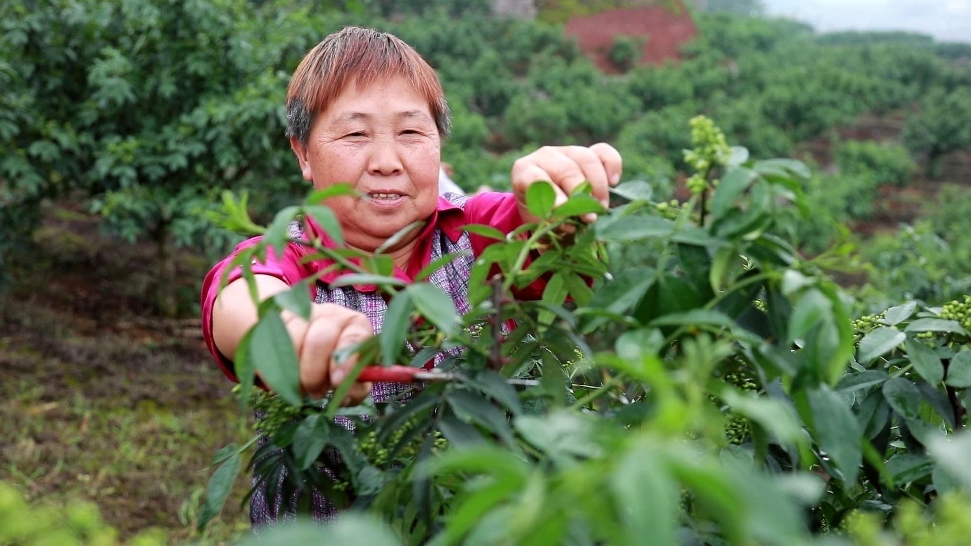 四川合江：加強(qiáng)瀘永江聯(lián)動(dòng),，扎實(shí)推進(jìn)巴蜀魚米之鄉(xiāng)核心示范區(qū)建設(shè) 第 2 張