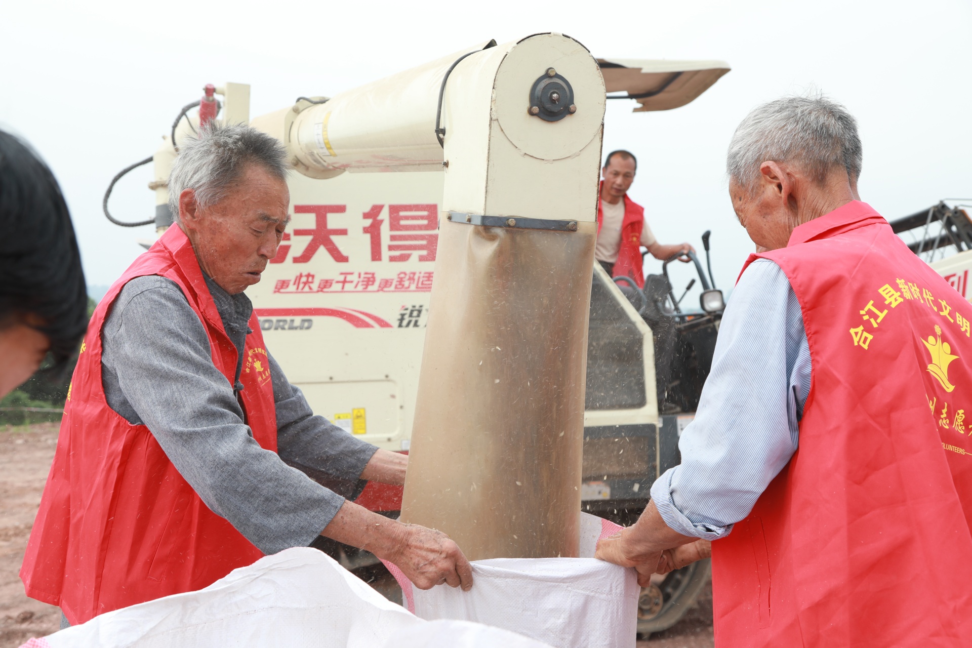 合江縣符陽街道：百畝小麥迎豐收 第 3 張