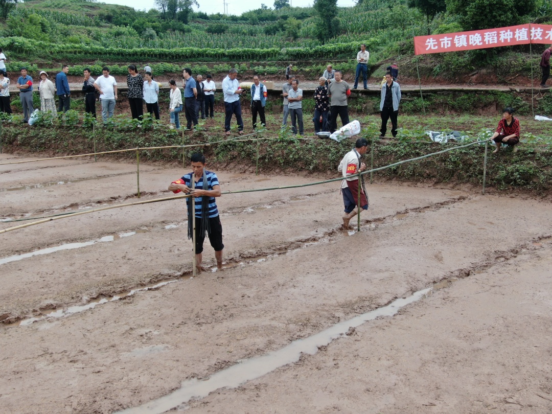 合江縣先市鎮(zhèn)：芒種時節(jié)農(nóng)耕忙,， 晚稻種植正當(dāng)時 第 3 張