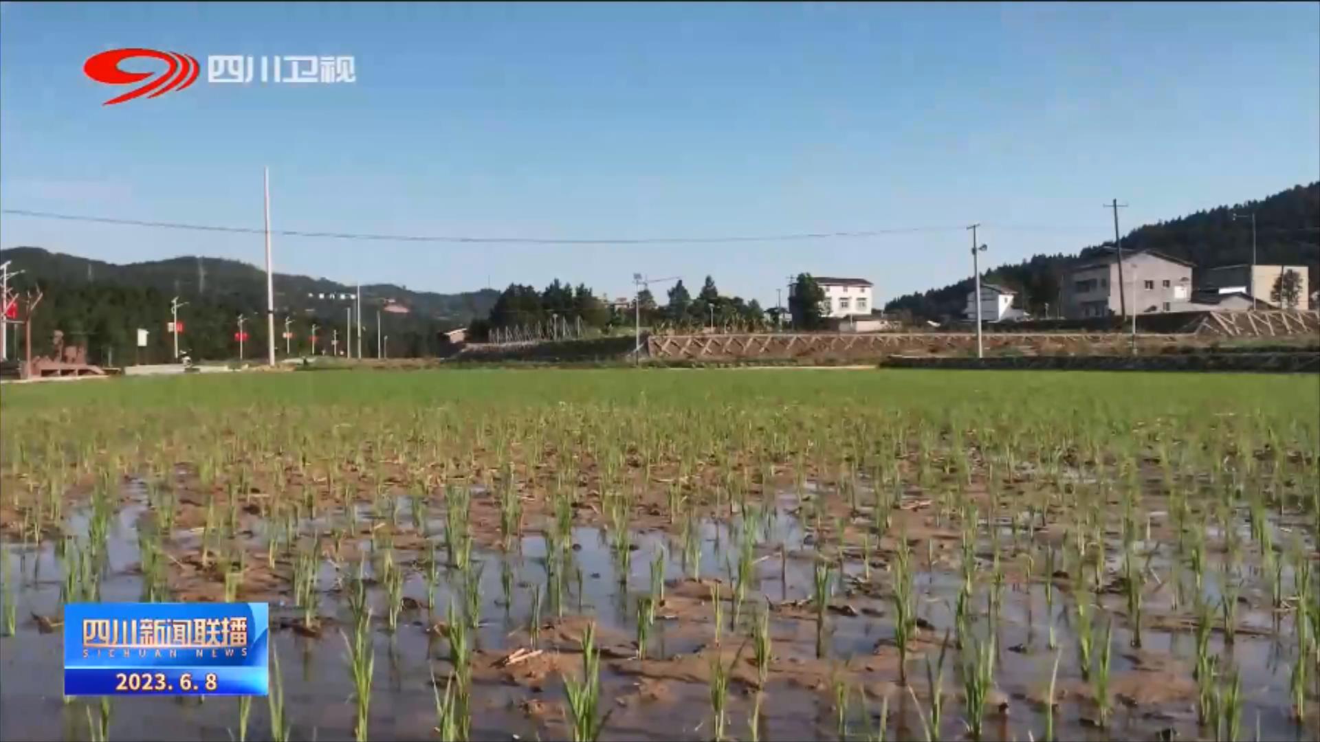 四川新聞聯(lián)播丨全省大春糧食作物育播已超九成 第 13 張