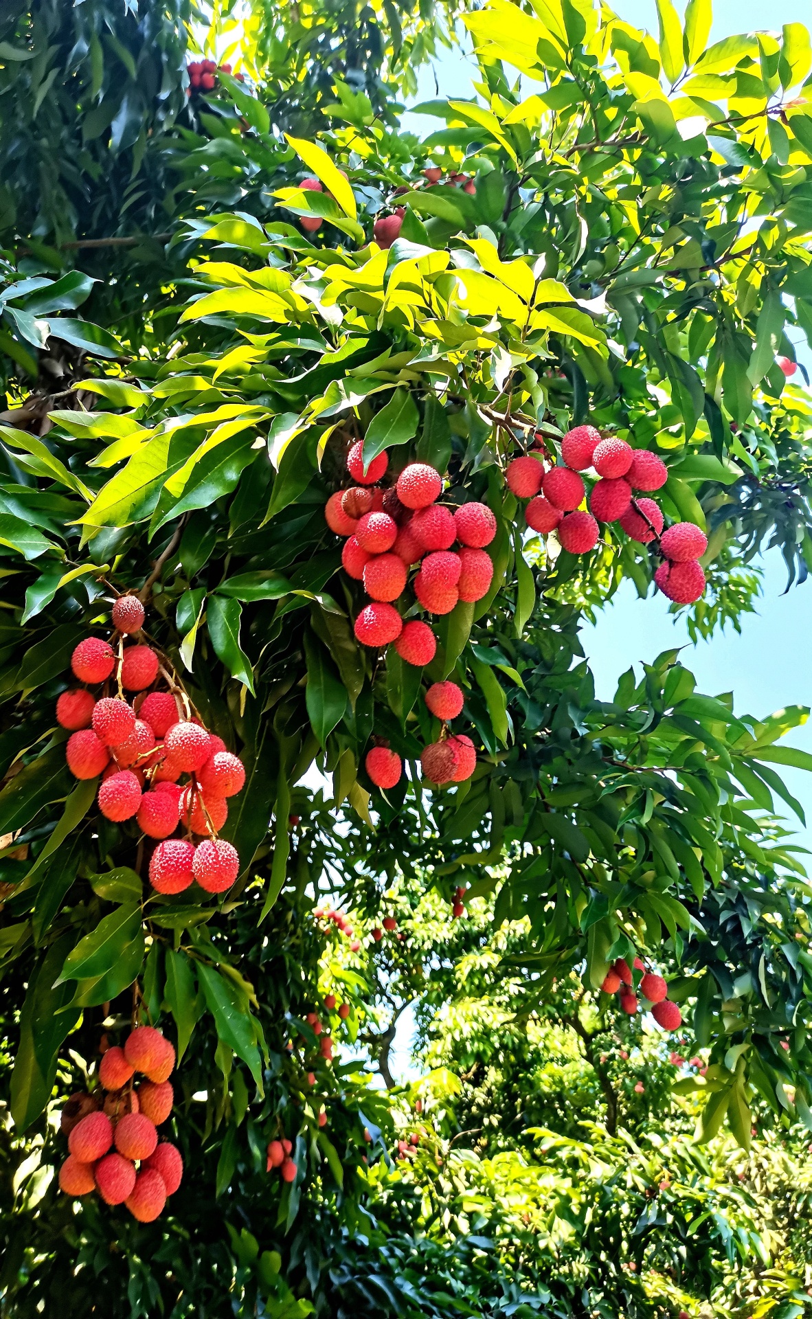 讓世界愛上合江荔枝 | 第32屆合江縣荔枝生態(tài)旅游節(jié)開幕 第 15 張