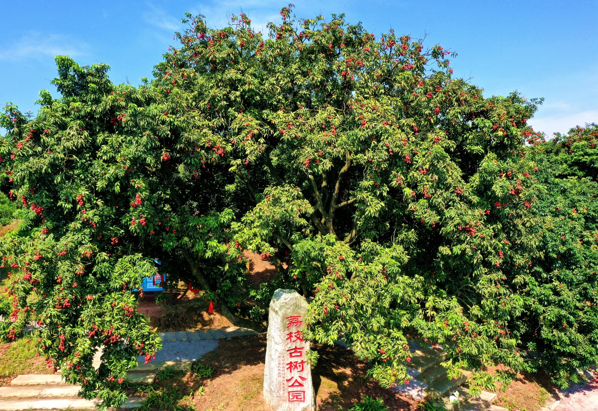 讓世界愛上合江荔枝 | 第32屆合江縣荔枝生態(tài)旅游節(jié)開幕 第 16 張