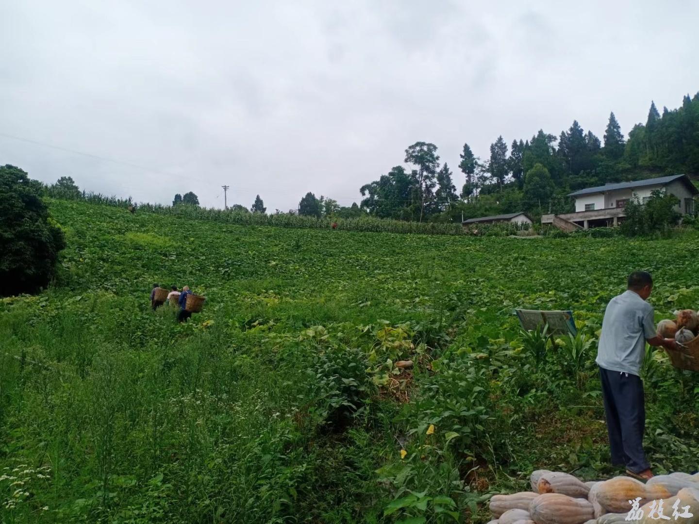 合江縣甘雨鎮(zhèn)：瑞豐村撂荒地變新“豐景” 第 2 張