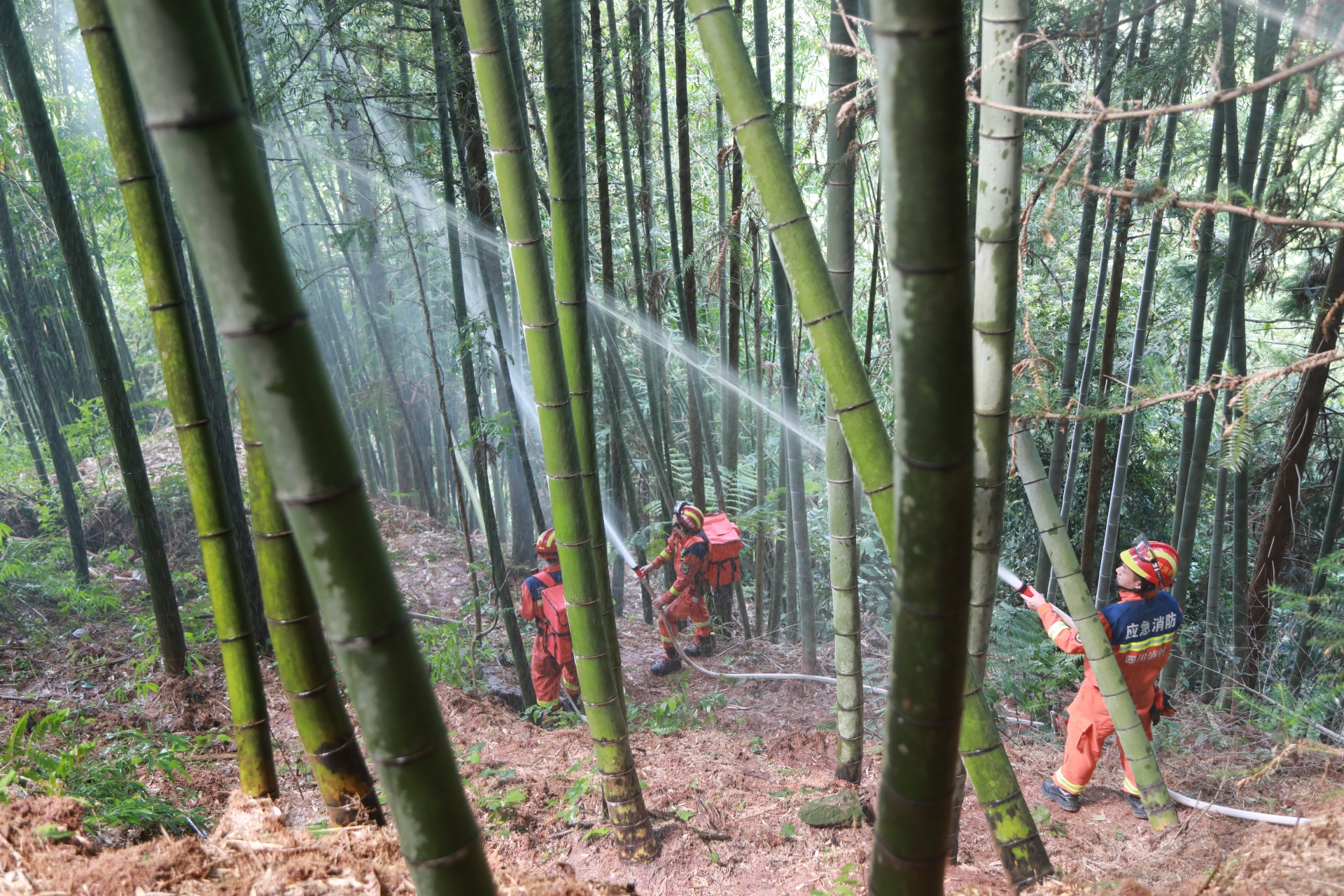 合江縣消防救援大隊組織開展森林火災(zāi)撲救實戰(zhàn)拉動演練 第 3 張