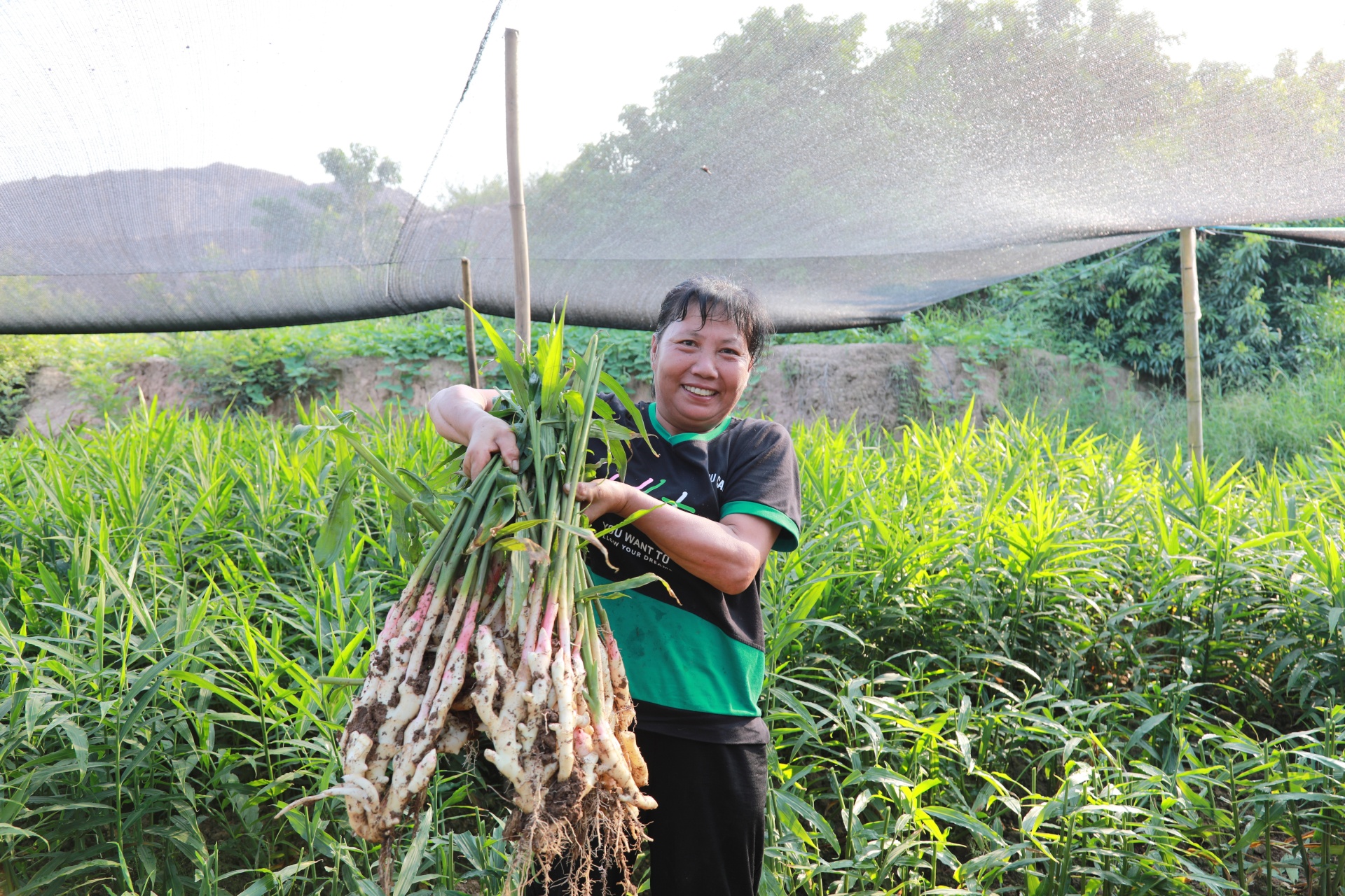 鮮嫩脆爽,！合江縣白米鎮(zhèn)大白姜迎來上市,！ 第 6 張