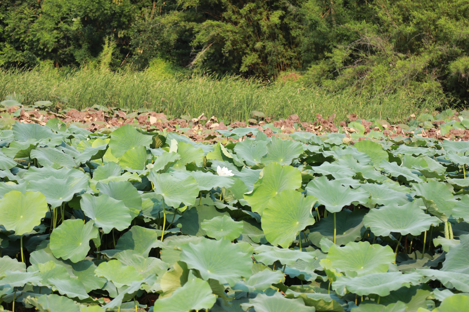 四川合江：消夏解暑,！荷葉入菜鮮香味美！ 第 2 張