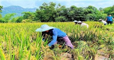 合江縣榕山鎮(zhèn)楠香稻米喜迎豐收！