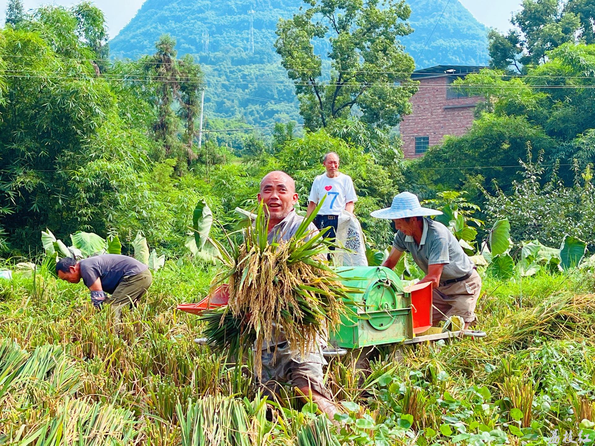 合江縣榕山鎮(zhèn)楠香稻米喜迎豐收,！ 第 2 張