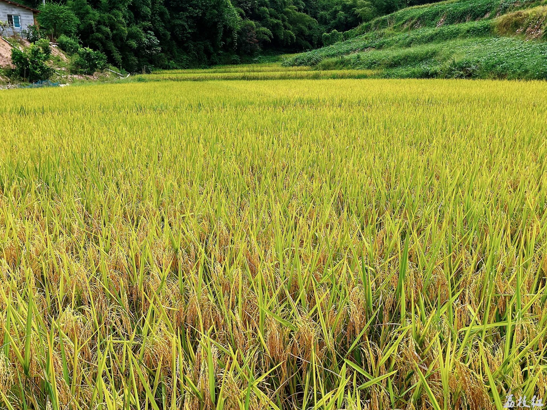 合江縣榕山鎮(zhèn)楠香稻米喜迎豐收！ 第 3 張