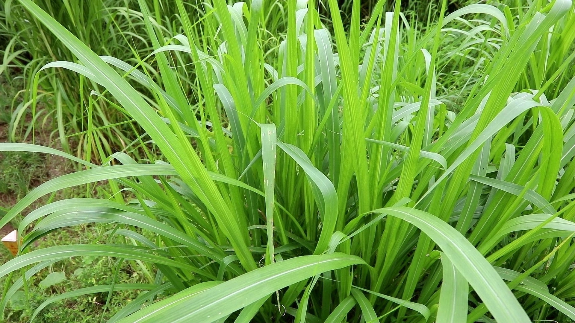 合江縣石龍鎮(zhèn)：小牧草大產(chǎn)業(yè) 以草代糧促發(fā)展 第 10 張